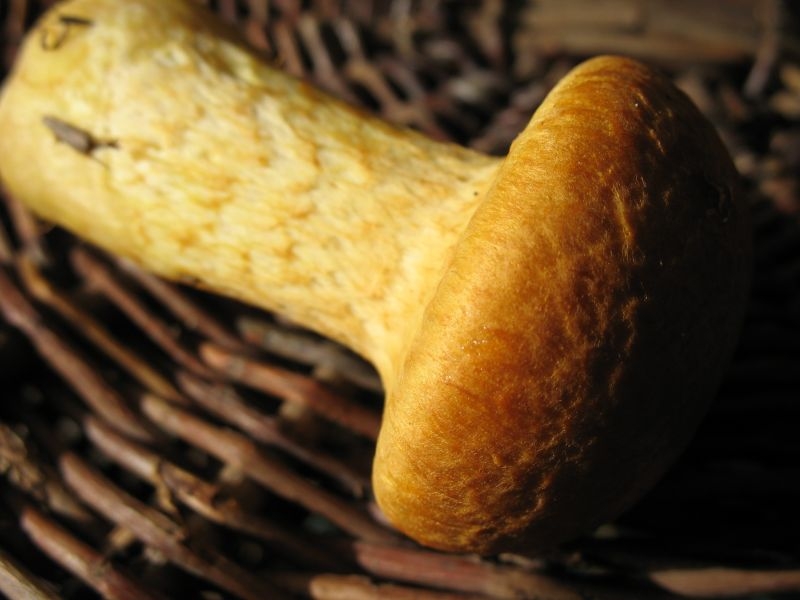 2006 10 Myco Etang d'Or 12